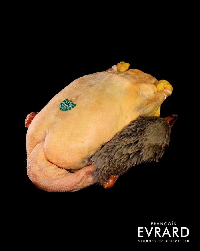 Oie du Bocager Maine et Loire