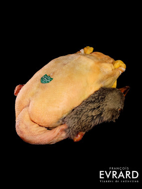 Oie du Bocager Maine et Loire