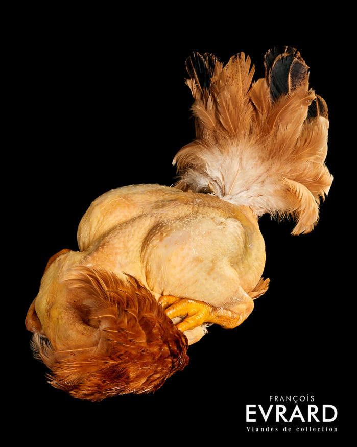 Chapon Fermier Traditionnel  poids moyen 4.3 kg  varie entre 4 et 5 kg