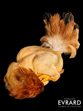 Chapon Fermier Traditionnel  poids moyen 4.3 kg  varie entre 4 et 5 kg