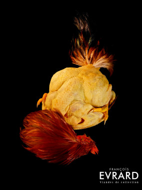 Mini Chapon Fermier Traditionnel Poids moyen 3.3 kg varie entre 3 et 3.5kg