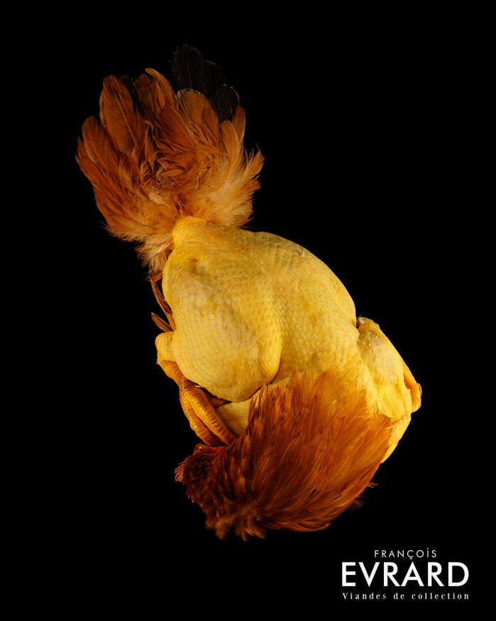 Poularde Fermière du Gers poids moyen 3.3 kg varie entre 3 et 3.5 kg