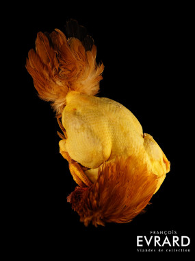 Poularde Fermière du Gers poids moyen 3.3 kg varie entre 3 et 3.5 kg