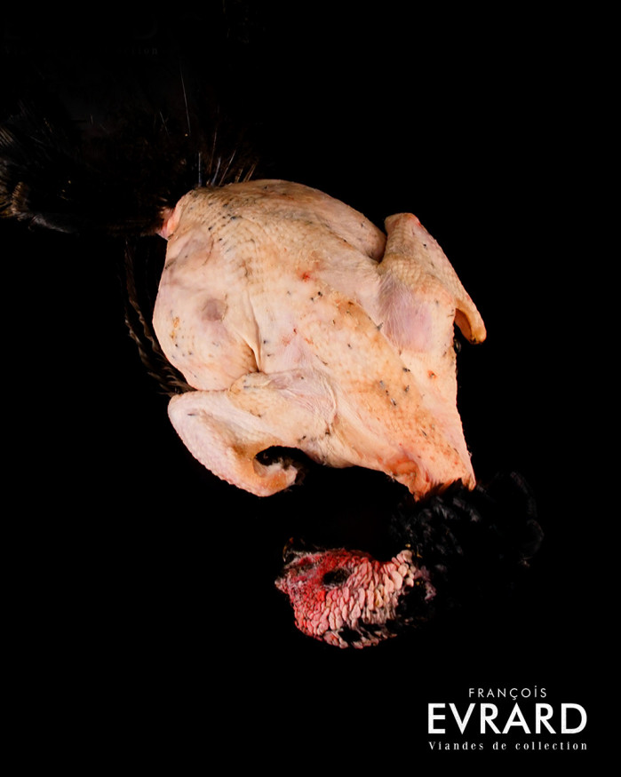 Dinde fermière du Gers Poids moyen 4.5kg varie entre 4 et 5 kg