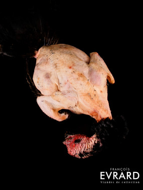 Dinde fermière du Gers Poids moyen 4.5kg varie entre 4 et 5 kg